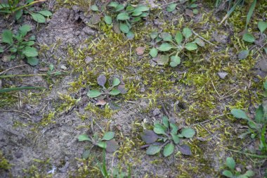 Yeşil çimenler yerde yetişir. Bahar geldi. Metin gibi arkaplan