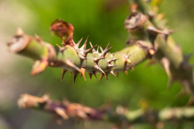 Dikenler bir gülün üzerinde büyür. Makro atış. Metin gibi arkaplan