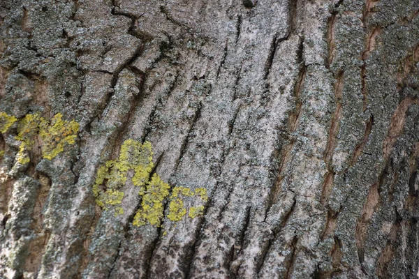 Ljusgrå Bakgrund Ett Träd Bark Bark Mossa Växer Bakgrund Som — Stockfoto