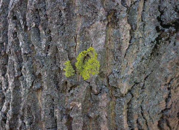 Ανοιχτό Γκρι Φόντο Φλοιού Δέντρου Φλοιό Βρύων Που Αναπτύσσονται Φόντο — Φωτογραφία Αρχείου