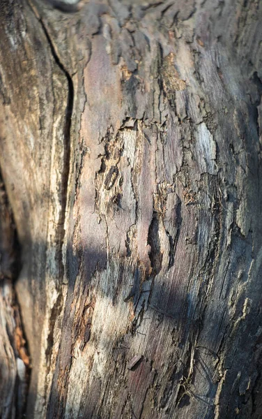 Fond Gris Foncé Écorce Arbre Sur Écorce Mousse Croissance Arrière — Photo