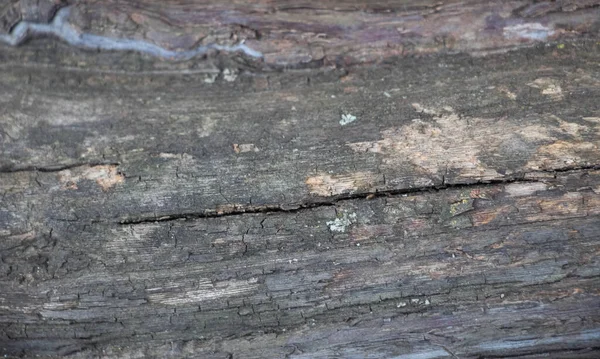 Fond Gris Foncé Écorce Arbre Sur Écorce Mousse Croissance Arrière — Photo