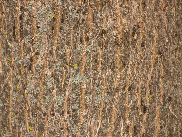 Ljusbrun Bakgrund Träd Bark Bark Mossa Växande Bakgrund Som Textur — Stockfoto