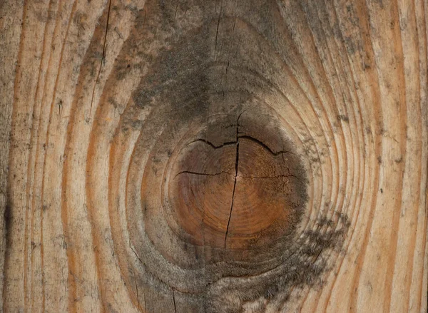 Povlak Dřevo Makro Záběru Strom Zblízka Dřevěná Deska Makro Záběru — Stock fotografie