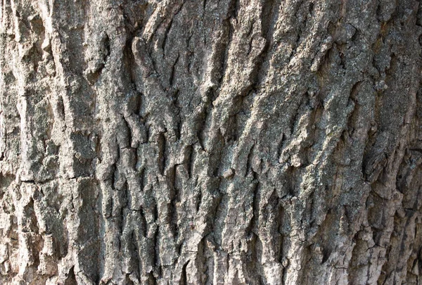 薄灰色の木の樹皮の背景 テクスチャのような背景 フルフレーム デザイナーのための要素 閉じるU — ストック写真