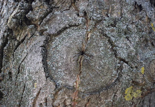 Light Gray Background Tree Bark Bark Moss Growing Background Texture — Stock Photo, Image