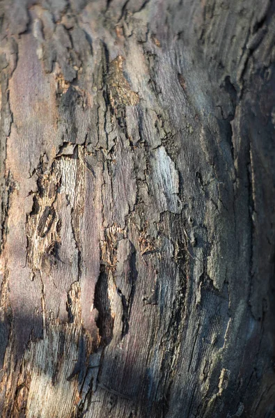 Fond Gris Foncé Écorce Arbre Sur Écorce Mousse Croissance Arrière — Photo