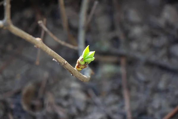 Brote Crece Primer Plano Rama Fondo Como Textura Camara Primavera —  Fotos de Stock