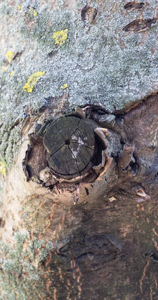 Fondo Marrón Claro Corteza Árbol Sobre Corteza Musgo Creciendo Fondo — Foto de Stock