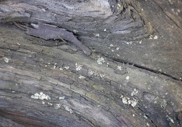 Fondo Gris Oscuro Corteza Árbol Sobre Corteza Musgo Creciendo Fondo — Foto de Stock