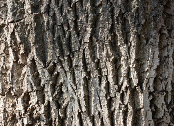 Light Gray Tree Bark Background Background Texture Full Frame Element — Stock Photo, Image
