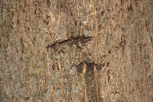 苔藓树皮上长出浅棕色树皮 背景像纹理 完整的框架 设计人员的元素 — 图库照片