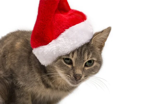 Kočka Ježíšově Klobouku Zblízka Nový Rok Vánoční Kočka Bílém Izolovaném — Stock fotografie