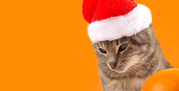 Cat in a hat of Santa Claus, close-up. New Year and Christmas cat on an orange background, for postcards, banner. Front view, place for text, Copy space.