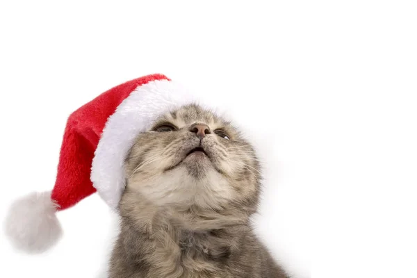 Kočka Klobouku Santa Clause Vzhlédne Zblízka Nový Rok Vánoční Kočka — Stock fotografie