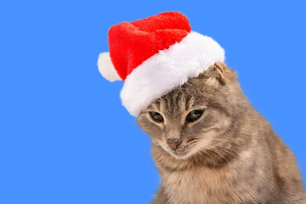 Cat in a hat of Santa Claus, close-up. New Year and Christmas cat on a blue background, for postcards, banner. Front view, place for text, Copy space.