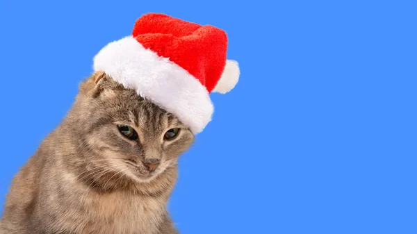 Kočka Klobouku Santa Clause Zblízka Nový Rok Vánoční Kočka Modrém — Stock fotografie