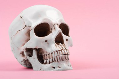 Pembe arka planda insan kafatası yakın plan, izole. Cadılar Bayramı, tıp, anatomi. Yan görünüm, metin için yer, kopyalama alanı