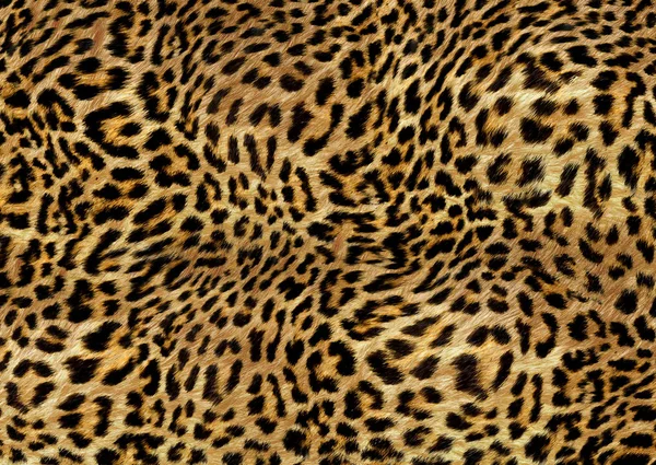 Diseño Patrón Piel Leopardo — Foto de Stock