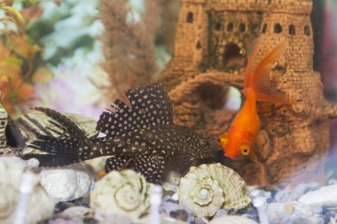 İki türleri, Balık Corydoras Sheatfish ve sıradan Carassius hava olarak bilinen Paleatus