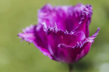 Mor seçici Lale Katie Melua Milli Flamanca Parkı Keukenhof Hollanda'da içinde closeup makro