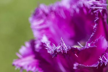 Mor seçici Lale Katie Melua Milli Flamanca Parkı Keukenhof içinde aşırı Closeup