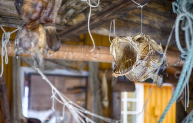 Geleneksel Norveç balık üzerinde Fishermans ip tavanda asılı kurutma