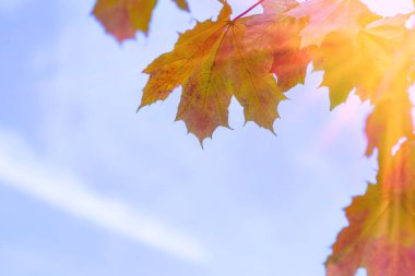 Sarı akçaağaç yaprakları mavi gökyüzü arka plan karşı closeup.