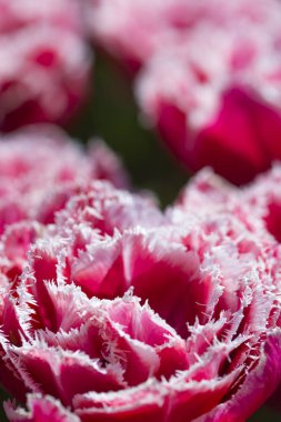 Queensland bir arka plan bulanık karşı ulusal Rose Hollanda Lale makro çekim