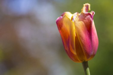 Seçili tür yalnız Ulusal Hollanda Lale makro Closeup çekim bulanık arka planı vurdu
