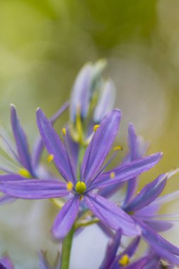 Doğa ve Botanik kavramları. Allium Azureum seçilen tür closeup makro çekim