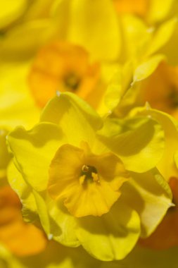 Doğa kavramları. Demet nergis Hollanda Ulusal çiçek Park