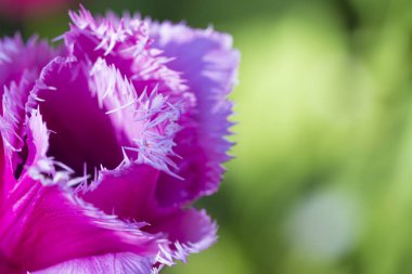 Makro çekim klasik gül lale Menton tür arka plan bulanık karşı. Keukenhof Milli Parkı içinde yer