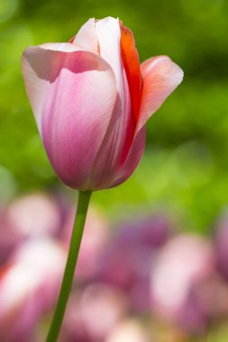 Makro çekim klasik gül Lale Menton tür arka plan bulanık karşı. Keukenhof içinde yer alan