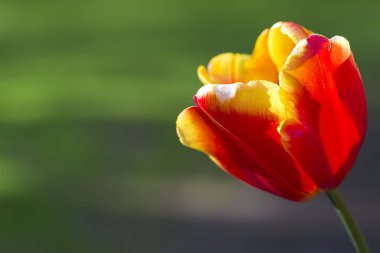 Doğa ve Botanik kavramları. Makro çekim Hollanda Lale