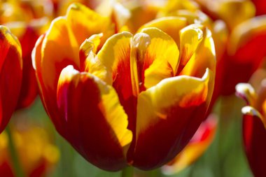 Doğa kavramları. Makro Closeup çekim Ulusal Hollanda lale