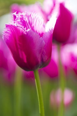 Doğa ve botanik kavramları. Klasik gül lale makro çekim