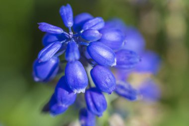 Botanik kavramları. Muscari Armeniacum makro çekim Mount Hood üzüm sümbül