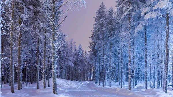 Destinations Scenic Ideas and Concepts. Amazing Tranquil Winter Forest Scenery in Suomi Nordic Area Over the Polar Circle in Finland.Horizontal Shot