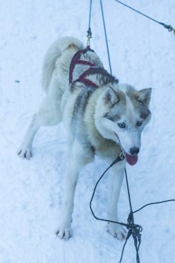 Rovaniemi - Finlandiya, 1 Ocak 2018: Highbred Alaska Husky