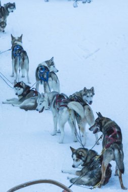  Highbred Alaska Husky Rovaniemi Husky halletme köpek park