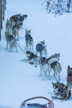 Rovaniemi highbred Alaska Husky