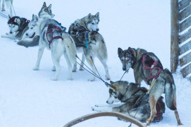 Rovaniemi highbred Alaska Husky