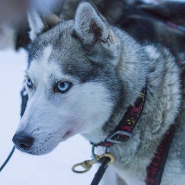 Highbred Alaska Husky