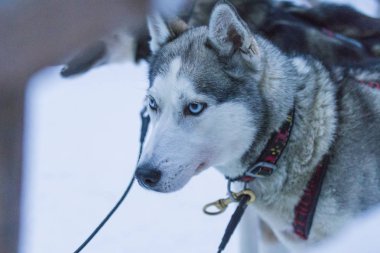 Highbred Alaska Husky Rovaniemi Husky halletme köpek park Finlandiya