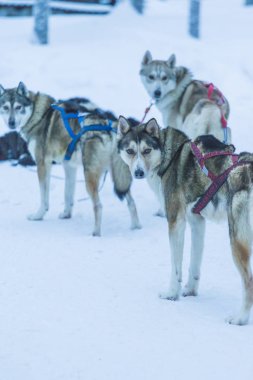 Alaskan Husky Rovaniemi Husky halletme köpek park Finlandiya