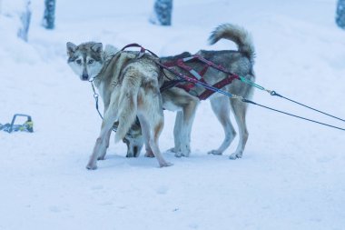 Alaskan Husky Rovaniemi Husky halletme köpek park Finlandiya