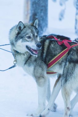 Alaskan Husky Rovaniemi Husky halletme köpek park Finlandiya