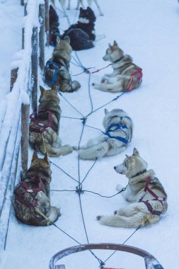  Highbred Alaska Husky Rovaniemi Husky halletme köpek park