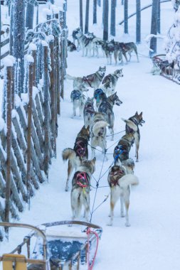 Highbred Alaska Husky Rovaniemi Husky halletme köpek park